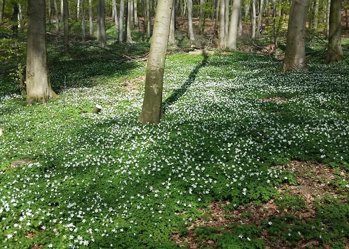 Waldrose Apartmán *